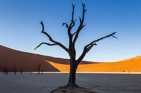 dead vlei - Dead acacia trees and sand dunes,Deadvlei clay pan,Namib Naukluft national park,Namibia,Africa Photographie de stock - Rights-Managed, Code: 879-09189794