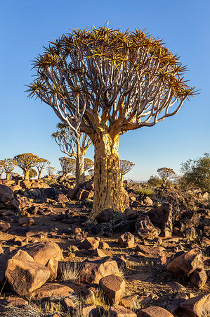 quiver tree - Quiver tree forest (Aloe dichotoma),Keetmanshoop,Namibia,Africa Foto de stock - Con derechos protegidos, Código: 879-09189829