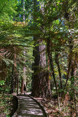 Woman walking on a footpath through The Redwoods, Whakarewarewa Forest. Rotorua, Bay of plenty region, North Island, New Zealand. Foto de stock - Con derechos protegidos, Código: 879-09189954