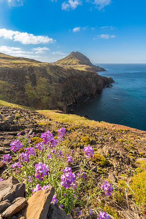 simsearch:400-04813407,k - Purple flowers and Point of Saint Lawrence in the background. Machico district, Madeira region, Portugal. Photographie de stock - Rights-Managed, Code: 879-09190029