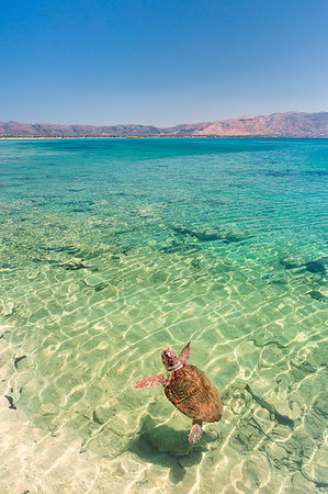 A specimen of Caretta Caretta turtle in the crystal water near Elafonissos coasts, Elafonissos, Laconia region, Peloponnese, Greece, Europe Foto de stock - Con derechos protegidos, Código: 879-09190256