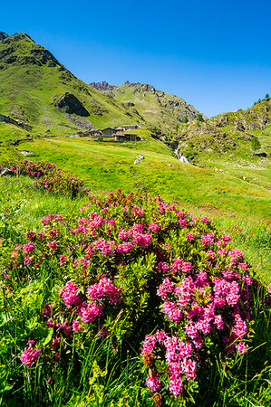 rododendro - Summer blooming of rhododendron in Valgrosina valley. Malghera, Grosio, Sondrio district, Lombardy, Italy Foto de stock - Direito Controlado, Número: 879-09190314