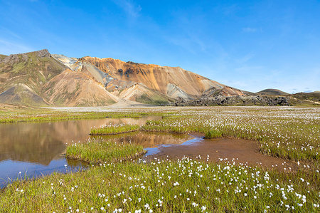 Cotton grass blooming in Landmannalaugar (Fjallabak Nature Reserve, Highlands, Southern Region, Iceland, Europe) Foto de stock - Con derechos protegidos, Código: 879-09190366