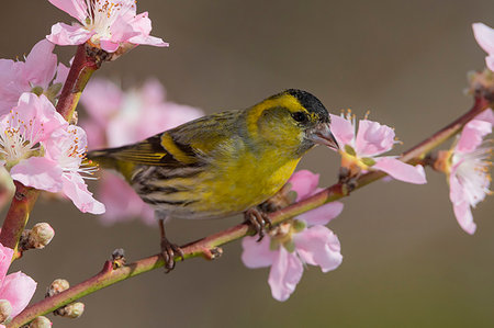 Eurasian siskin male on the peach flowers, Trentino Alto-Adige, Italy Photographie de stock - Rights-Managed, Code: 879-09190379