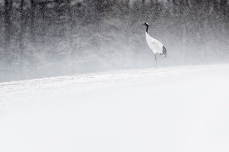 Red crowned crane, Tsurui Mura, Eastern Hokkaido, Japan Stock Photo - Rights-Managed, Code: 879-09190549