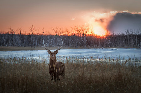 froid - Sika deer, Notsuke peninsula, Shibetsu, eastern hokkaido Photographie de stock - Rights-Managed, Code: 879-09190551