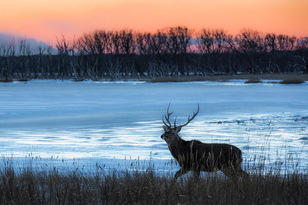 deer winter - Sika deer, Notsuke peninsula, Shibetsu, eastern hokkaido Stock Photo - Rights-Managed, Code: 879-09190552