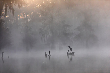 Great blue Heron (Ardea herodias), Lake Martin, Atchafalaya Basin, Breaux Bridge, Louisiana, United States Photographie de stock - Rights-Managed, Code: 879-09190588