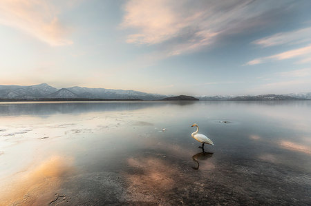 schicht - Whooper swan, Kotan onsen, east coast of Lake Kussharo, Eastern Hokkaido, Japan Stockbilder - Lizenzpflichtiges, Bildnummer: 879-09190589