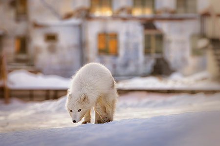 decadence - Arctic fox (vulpes lagopus) in Pyramiden, Spitsbergen, Svalbard. Photographie de stock - Rights-Managed, Code: 879-09190616