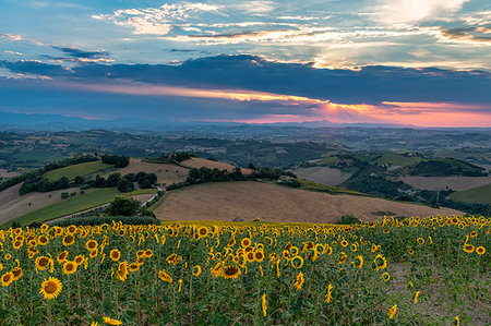 sunset farm - Monterubbiano, province of Fermo, Marche, Italy, Europe. Sunset in the hills around the village of Petritoli Stock Photo - Rights-Managed, Code: 879-09190807