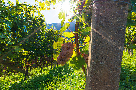 sunrays not illustration not people - Termeno,Bolzano province,Trentino Alto Adige,Italy Views of the vineyards. Stock Photo - Rights-Managed, Code: 879-09190865