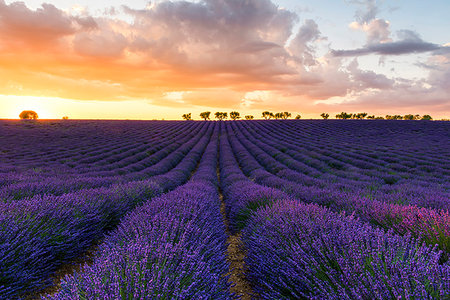 southern france - Valensole, Provence, France. Stock Photo - Rights-Managed, Code: 879-09190875
