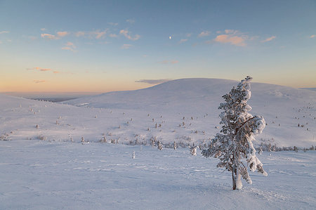 simsearch:879-09191338,k - Lonely tree at Pallas - Yllästunturi national park, Muonio, Lapland, Finland, Europe Stock Photo - Rights-Managed, Code: 879-09190950