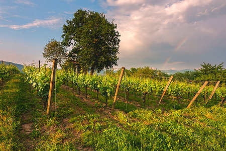 Franciacorta, Lombardy district, Brescia province, Italy. Stock Photo - Rights-Managed, Code: 879-09191024
