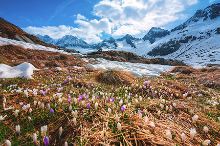 snow mountain lake - Miller valley in Adamello park, Brescia province, Lombardy district, Italy. Stock Photo - Rights-Managed, Code: 879-09191038