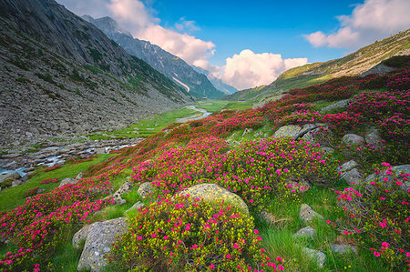 rhododendron - Adamè valley in Adamello park, Vallecamonica, Italy, Lombardy district, Brescia province. Foto de stock - Con derechos protegidos, Código: 879-09191080