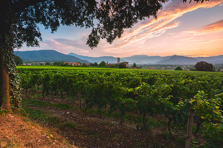 sunset farm - Summer season in Franciacorta, Lombardy district, Brescia province, Italy, Europe. Stock Photo - Rights-Managed, Code: 879-09191104