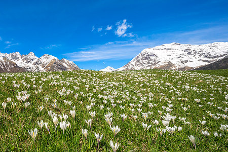 province of sondrio - Crocus flowers during spring bloom, Alpe Braccia, Malenco Valley, province of Sondrio, Valtellina, Lombardy, Italy Photographie de stock - Rights-Managed, Code: 879-09191165