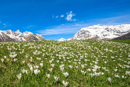 simsearch:879-09189894,k - Crocus flowers during spring bloom, Alpe Braccia, Malenco Valley, province of Sondrio, Valtellina, Lombardy, Italy Photographie de stock - Rights-Managed, Code: 879-09191165