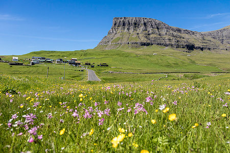 faroe islands - Wild flowers in the green meadows, Gasadalur, Vagar Island, Faroe Islands Photographie de stock - Rights-Managed, Code: 879-09191186