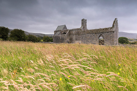 Fields of wheat ears around Corcomroe Abbey, The Burren, County Clare, Ireland Foto de stock - Direito Controlado, Número: 879-09191208