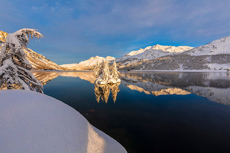 reflektion - Isolated snow covered trees in Lake Sils, Plaun da Lej, Maloja Region, Canton of Graubunden, Engadin, Switzerland Photographie de stock - Rights-Managed, Code: 879-09191210