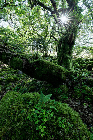 rocks and nobody - Green woods, Killarney National Park, County Kerry, Ireland Stock Photo - Rights-Managed, Code: 879-09191213