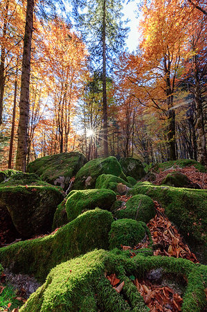Moss on rocks in the forest of Bagni di Masino during autumn, Valmasino, Valtellina, Sondrio province, Lombardy, Italy Stock Photo - Rights-Managed, Code: 879-09191220