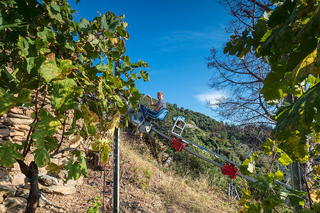 farmers harvesting grapes - Farmer during the harvest of grape, Vernazza, Cinque Terre, province of La Spezia, Liguria, Italy Stock Photo - Rights-Managed, Code: 879-09191243