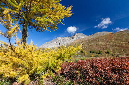 simsearch:879-09191281,k - Yellow larch during autumn, Val Vezzola, Valdidentro, Valtellina, Sondrio province, Lombardy, Italy Photographie de stock - Rights-Managed, Code: 879-09191276