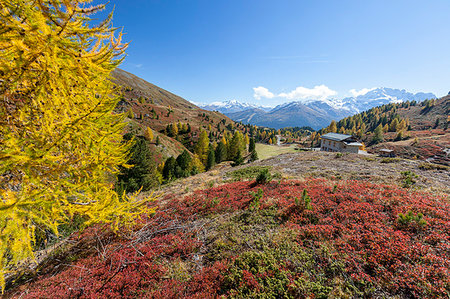 provincia di sondrio - Yellow larches during autumn, Val Vezzola, Valdidentro, Valtellina, Sondrio province, Lombardy, Italy Fotografie stock - Rights-Managed, Codice: 879-09191277