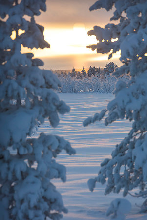 sky dawn - Sunset on frozen trees, Muonio, Lapland, Finland Stock Photo - Rights-Managed, Code: 879-09191287