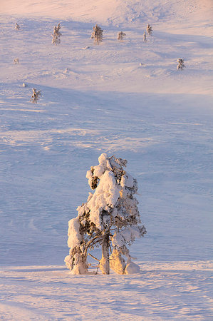 Frozen dwarf shrub, Pallas-Yllastunturi National Park, Muonio, Lapland, Finland Stock Photo - Rights-Managed, Code: 879-09191294