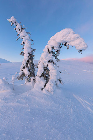 simsearch:879-09021193,k - Isolated frozen tree in the snow, Pallas-Yllastunturi National Park, Muonio, Lapland, Finland Stockbilder - Lizenzpflichtiges, Bildnummer: 879-09191296