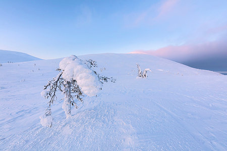 simsearch:879-09191299,k - Isolated frozen tree in the snow, Pallas-Yllastunturi National Park, Muonio, Lapland, Finland Photographie de stock - Rights-Managed, Code: 879-09191298