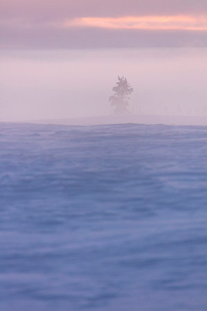 Lone tree in the mist, Pallas-Yllastunturi National Park, Muonio, Lapland, Finland Stock Photo - Rights-Managed, Code: 879-09191299