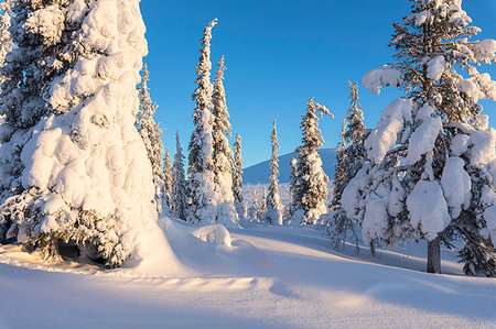 simsearch:6129-09044895,k - Sun on the snowy woods, Pallas-Yllastunturi National Park, Muonio, Lapland, Finland Stock Photo - Rights-Managed, Code: 879-09191307