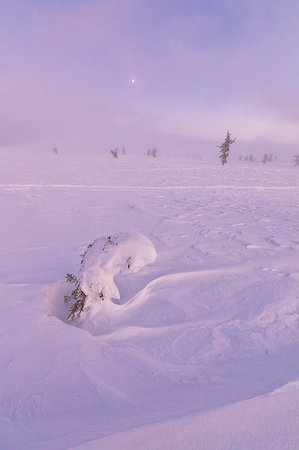 Sunrise on frozen dwarf shrub, Pallas-Yllastunturi National Park, Muonio, Lapland, Finland Stock Photo - Rights-Managed, Code: 879-09191301