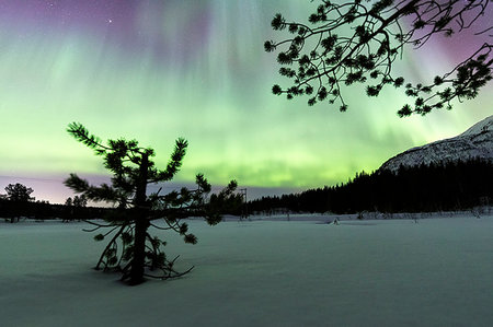 Northern Lights on lone tree, Skoddebergvatnet, Grovfjord, Troms county, Lofoten Islands, Norway Stockbilder - Lizenzpflichtiges, Bildnummer: 879-09191366