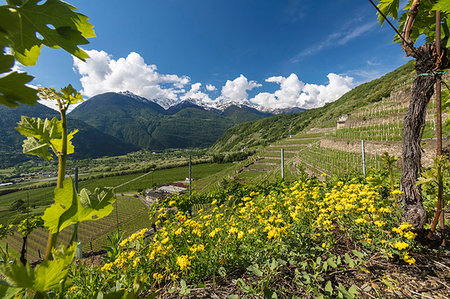 Vineyards and terracing, Bianzone, Sondrio province, Valtellina, Lombardy, Italy Foto de stock - Con derechos protegidos, Código: 879-09191442