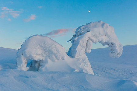 simsearch:879-09189343,k - Lonely horse-shaped tree covered by the snow at Pallas - Yllästunturi national park, Muonio, Lapland, Finland, Europe Photographie de stock - Rights-Managed, Code: 879-09191521