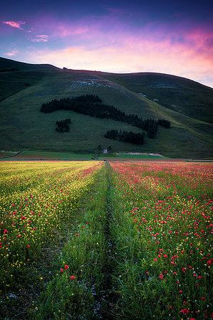 Europe,Italy, Umbria, Perugia district, Castelluccio of Norcia blooming, Monti Sibillini National Park. Foto de stock - Con derechos protegidos, Código: 879-09191567