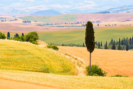 simsearch:879-09190914,k - Tuscany hills in summer, Orcia Valley, Siena province. Tuscany, Italy Stockbilder - Lizenzpflichtiges, Bildnummer: 879-09191780