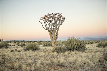 Kokerboon tree in field with sunset. Stockbilder - Lizenzpflichtiges, Bildnummer: 872-08140686