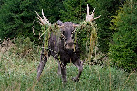 elch - Moose / Eurasian elk (Alces alces) with antlers covered in grass in the taiga in autumn, Varmland, Sweden Stockbilder - Lizenzpflichtiges, Bildnummer: 872-08637887