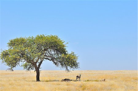 simsearch:6118-09018210,k - Springbok (Antidorcas marsupialis) resting in shadow of tree on the savannah, Namibia Foto de stock - Con derechos protegidos, Código: 872-08637889