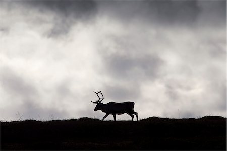 Reindeer (Rangifer tarandus) silhouette on the tundra in autumn, Jamtland, Sweden, Scandinavia Stock Photo - Rights-Managed, Code: 872-08637894