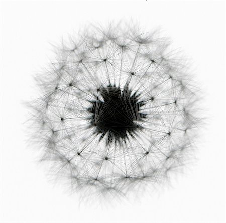 Dandelion clock. Stock Photo - Rights-Managed, Code: 872-08637905