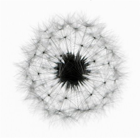 dandelion seed silhouette